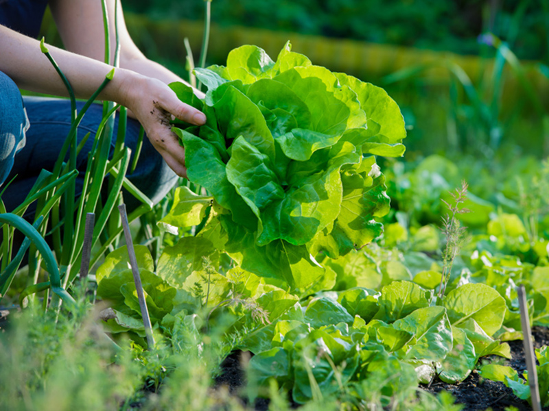 Enciam agricultura social