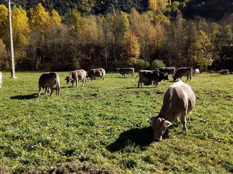 Avaluació-recorregut-productes-ramaders-i-establiments-xarxa-sector-turístic-Parc-Natural-Alt-Pirineu